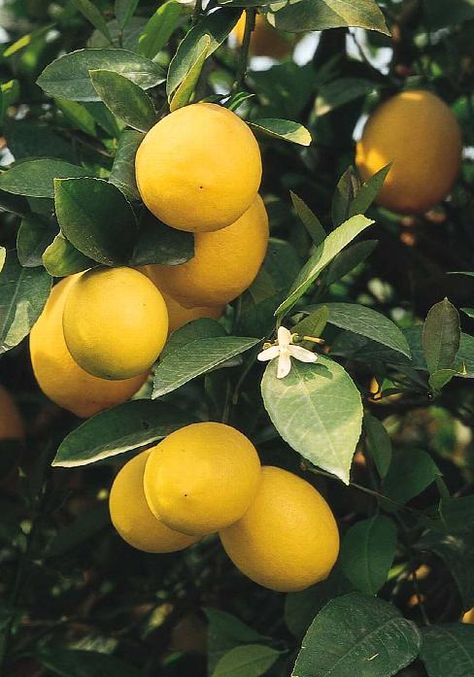 Close Up :: Credit :: Monrovia Lemon Tree Aesthetic, Lemons Aesthetic, Lemon Aesthetic, Lemon Plant, Meyer Lemon Tree, Lemon Fruit, Plant Catalogs, Fruit Wallpaper, Fruit Photography