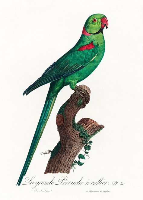 The Rose-Ringed Parakeet, Psittacula krameri from Natural History of Parrots (1801—1805) by Francois Levaillant. Original from the Biodiversity Heritage Library. Digitally enhanced by rawpixel. | free image by rawpixel.com Parrots Illustration, Parrot In Cage Drawing, Green Parrot Drawing, Lineolated Parakeet, Ring Necked Parakeet, Vintage Parakeet Illustration, Cottage Illustration, Vintage Parrot, Parrots Art