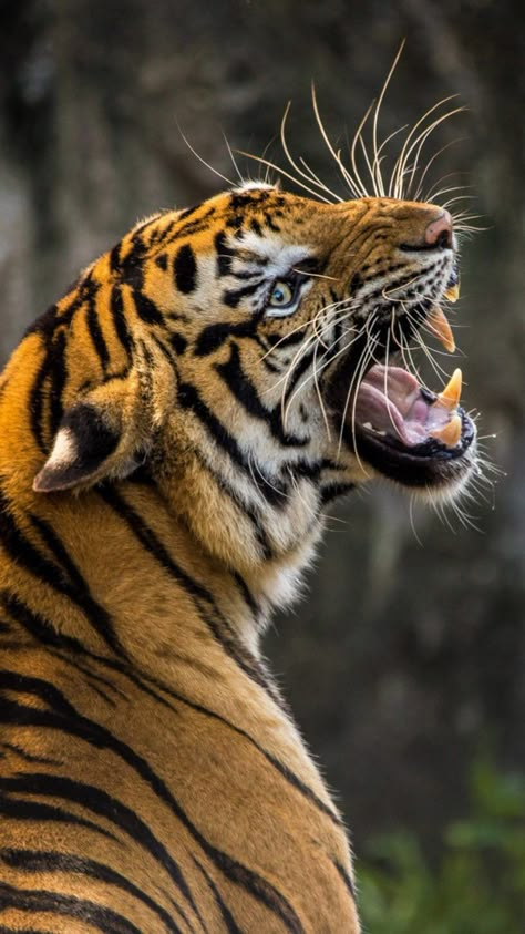 Roaring Tiger HD Mobile Wallpaper. Tiger Fotografie, Funny Bed, Tiger Photography, Angry Tiger, Tiger Roaring, Angry Animals, Aesthetic Rainbow, Tiger Wallpaper, Cat Species