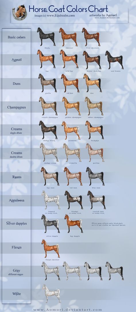 Equine Coat Color | Horse coat colors chart by Aomori on deviantART Horse Color Chart, Colors Chart, Horse Markings, Horse Coat Colors, Horse Information, Horse Facts, Horse Info, Horse Anatomy, Horse Camp