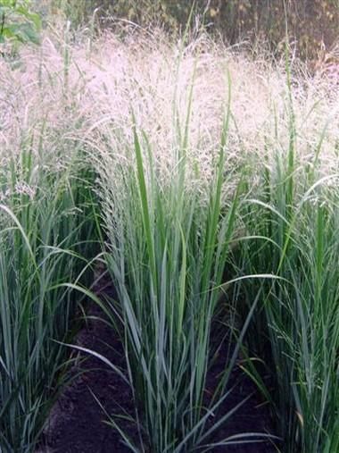 Panicum virgatum: 'Northwind' Miscanthus Sinensis Gracillimus, Ornamental Grass Landscape, Garden Grasses, Panicum Virgatum, Pool Gardens, Prairie Garden, Fountain Grass, Ornamental Grass, Grasses Landscaping