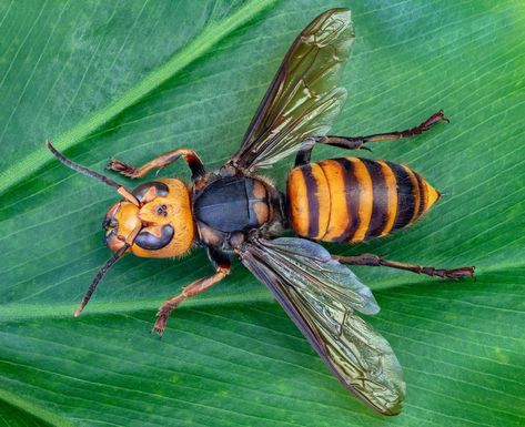 Northern giant hornet | Description, Sting, Life Cycle, Risk, & Facts Giant Asian Hornet, Asian Hornet, Japanese Giant Hornet, Hornet Sting, Concertina Book, Armor Tattoo, Honey Bee Hives, Bugs Life, Bees And Wasps