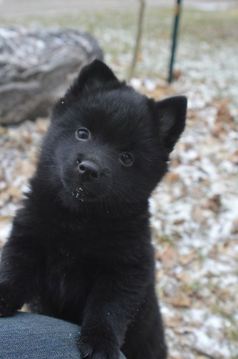 Dog Manifestation, Schipperke Puppies, Black Dogs Breeds, Schipperke Dog, Cute Dog Quotes, Funny Dog Jokes, Cute Dog Beds, Big Dog Breeds, Cute Dog Clothes