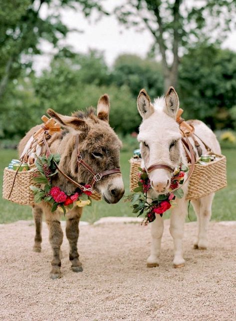 Vibrant Spring Wedding, Mini Donkeys, Miniature Donkeys, Mini Donkey, Miniature Donkey, Cute Donkey, Dream Farm, Petting Zoo, Mini Farm