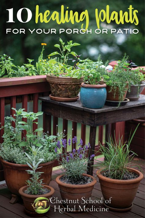 Potted Herbs Patio, Herbs In Containers, Learning Herbs, Potted Plants Patio, Medicinal Herbs Garden, Herb Containers, Herb Gardening, Herbal Plants, Kitchen Herbs