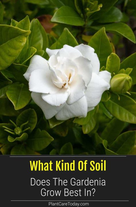 The best gardenia soil has an acidic ph level of 5.5-6, it contains plenty of nutrients, and the soil drains well. Learn more about soil for Gardenia plants. Gardenia Fertilizer, Gardenia Care, Lawn Flowers, Gardenia Trees, Growing Gardenias, Gardenia Shrub, Gardenia Bush, Gardening Inside, Gardenia Flowers