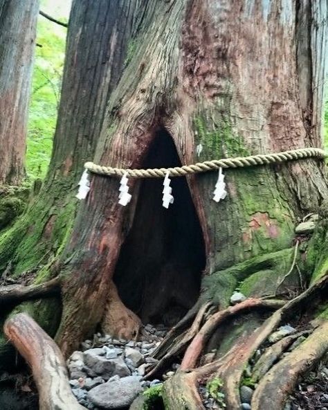 In Shinto, “yorishiro” are objects or natural elements that are believed to attract and temporarily house spirits. Sacred trees, known as… | Instagram Rice Straw, Heal Your Soul, Divine Power, Shinto Shrine, Paper Streamers, Sacred Tree, Tree Spirit, Nature Spirits, Sacred Places