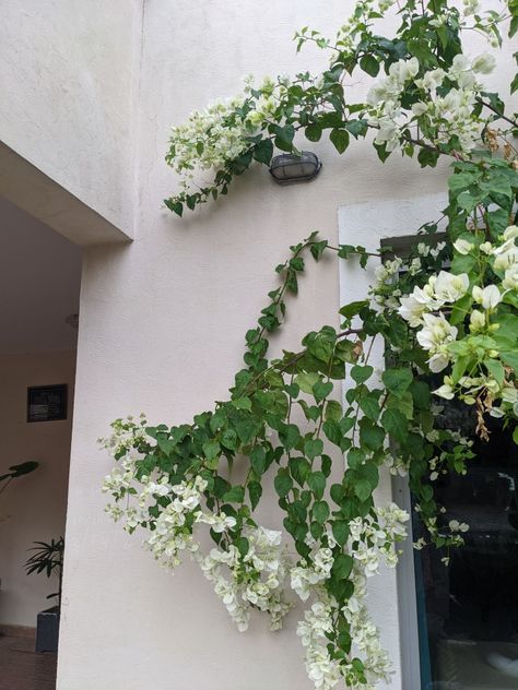 White Bougainvillea Trellis, White Bogenvilla Plant, Bougainvillea White, White Bougainvillea, Bougainvillea Trellis, Small White Flowers, Patio Plants, Side Garden, White Wedding Flowers