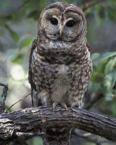 Wild Is The Witch, Northern Spotted Owl, Spotted Owl, Logging Industry, Lucky Seven, Barred Owl, Owl Photos, Owl Pictures, Astral Travel