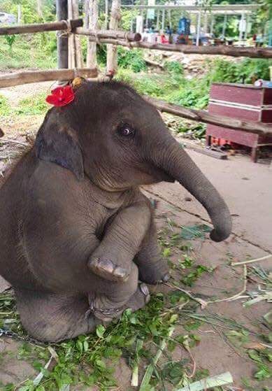 Regnul Animal, Baby Elephants, Elephant Love, Cute Elephant, Animal Pics, An Elephant, Cute Animal Pictures, Sweet Animals