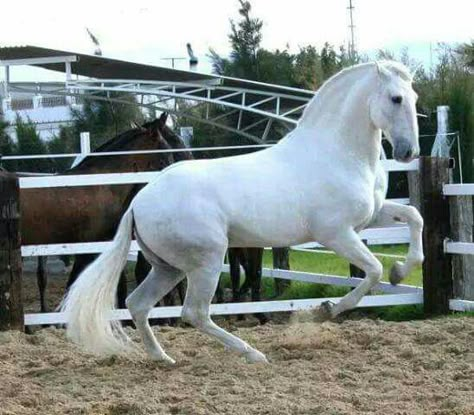 Beauty! ♡ ♥ ♡ Lippizan Horse, Standard Snauzer, Lippizaner Horses, Lippizaner, Unique Horses, Mythical Horses, Lusitano Horse, Horse Poses, Elegant Horse