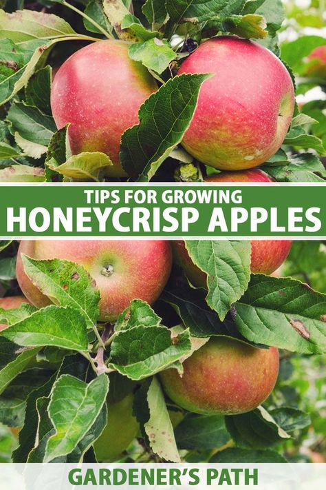 Honeycrisp Apple Tree, Planting Apple Trees, Growing Apple Trees, Apple Tree Care, Apple Plant, Planting Fruit Trees, Honeycrisp Apple, Fruit Tree Garden, Honey Crisp