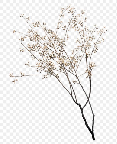 Dry flower branch design element | free image by rawpixel.com / Jira Flower Branches, Flower Png Images, Branch Vector, Shotting Photo, Leaf Plant, Aesthetic Flower, Dry Plants, Paper Background Texture, Branch Design