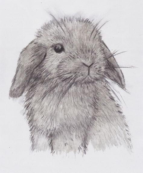 A mini lop bunny from my sketchbook. (Drawn with a black water colour pencil and willow charcoal).. Mini Lop Bunny, Lop Eared Rabbit, Mini Lop Bunnies, Lop Eared Bunny, Lop Bunny, Rabbit Tattoo, Bunny Watercolor, Rabbit Drawing, Mini Lop