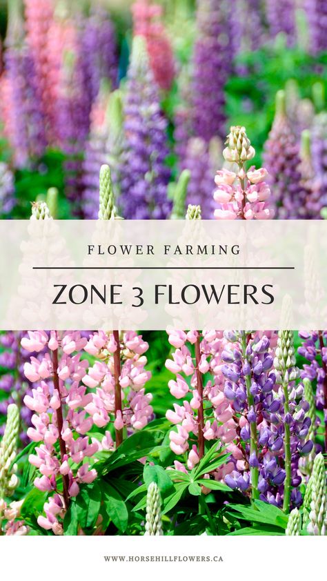 Alberta flower farm shares their favourite hardy Zone 3 flowers #flowerfarm #zone3 #zone3garden #flowergarden Zone 3 Flowers, Small Cut Flower Garden Layout, Alberta Flowers, Alberta Gardening, Alaska Garden, Zone 3 Gardening, English Flower Garden, Wyoming House, Flower Garden Layouts