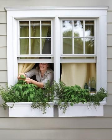 These window boxes, just two feet long each, are big enough to grow all sorts of herbs, including oregano, basil, chives, and rosemary. Herb Window Boxes, Window Box Herb Garden, Kitchen Window Herb Garden, Herb Garden Window, Herb Window, Window Herb Garden, Window Box Garden, Diy Herb Garden, Spring Garden Flowers