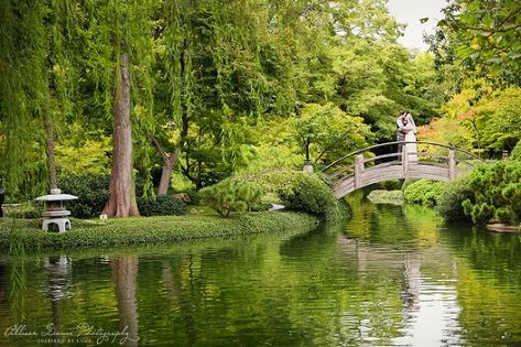 Kelly & Clay:Wedding at the Fort Worth Japanese Gardens{Dallas ... Engagement Selfie, Fort Worth Botanical Gardens, Gardens Photoshoot, Water Lily Painting, Dallas Photography, Water Lilies Painting, Claude Monet Water Lilies, Wedding Anniversary Photos, Lily Painting