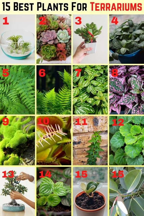 15 Best Plants For Terrariums | Slick Garden. Terrarium plants take more time for their growth. It does not need more care for growing. You can grow them in small vessels and enjoy the greenery. With the help of a terrarium plant, you can make your home more gorgeous. Diy Terrarium Ornament, Mini Terrarium Ideas, Small Terrarium Ideas, Plant Terrarium Ideas, Terrarium Ideas Unique, Succulent Plants Indoor, Indoor Terrarium, Glass Jar Diy, Plants For Terrariums