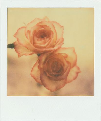 by KUMIKO SEKIGUCHI on PX 680 COOL Arcadia Aesthetic, Polaroid Instax, Polaroid Photography, Instant Photography, Nothing But Flowers, Polaroid Pictures, Instant Photos, Bad Memories, Polaroid Photos