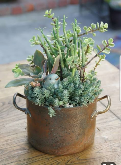 Kaktus Dan Sukulen, Succulent Garden Design, Succulent Centerpieces, Succulent Garden Diy, Garden Junk, Succulent Gardens, Dish Garden, Aesthetic Garden, Succulent Gardening