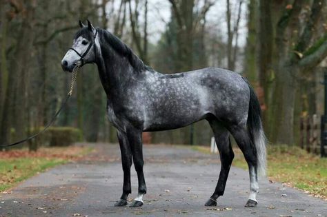 Dapple gray Dapple Grey Horse, Breyer Custom, Dapple Grey Horses, Horse Standing, Grey Horses, Warmblood Horses, Horse Facts, Horse Inspiration, Horse Colors