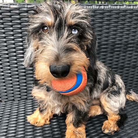 Dachshund Temperament, Wirehaired Dachshund Puppy, Dachshund Dapple, Dog Weiner, Dachshund Colors, Dapple Dachshund Puppy, Wirehaired Dachshund, Doxie Puppies, Weenie Dog