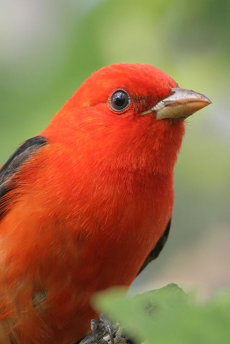 SCARLET TANAGER - Piranga olivacea . . . Deciduous forest of E North America; migrate to NW South America Birds Flying Photography, Birds To Draw, Flying Photography, Deciduous Forest, Scarlet Tanager, North American Birds, Homemade Bird Feeders, American Birds, Pirate Crew