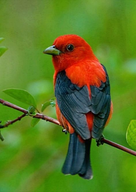 Scarlet Tanager Bird, Scarlet Tanager, Modern Birds, Most Beautiful Birds, मोबाइल वॉलपेपर, Bird Photos, Bird Watcher, Exotic Birds, Tropical Birds