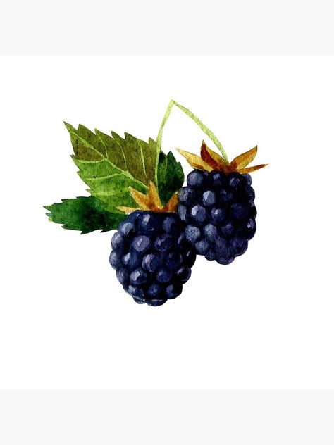 "Watercolor illustration with berries and blackberry leaves." Poster by margo-soleil | Redbubble Fruit Tattoos, Block Printing On Fabric, Blackberry Leaves, Jam Labels, Leaves Poster, Fruit Art Drawings, Jam Label, Blackberry Jam, Flash Sheet