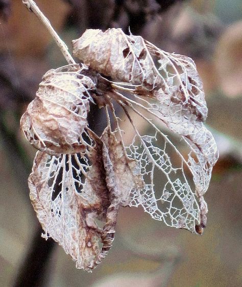 Decay Textiles, Decaying Flowers, Carolyn Saxby, Decay Photography, Flor Tattoo, Decay Art, Mixed Media Textile Art, Natural Form Art, A Level Textiles