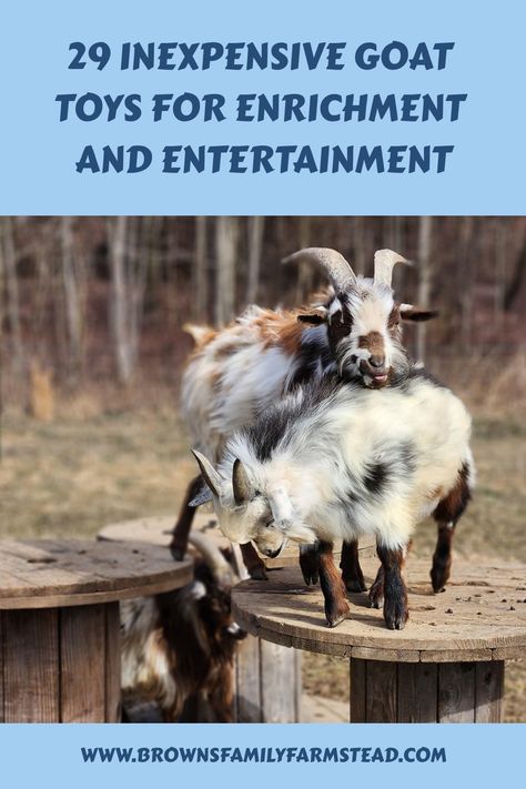 Goats playing on wooden spools with text: "29 Inexpensive Goat Toys for Enrichment and Entertainment". Ideas For Goats To Climb On, Animal Enrichment Ideas, Goat Enrichment Ideas, Goat Enrichment, Diy Goat Toys, Pallet Playground, Curious Animals, Goat Playground, Goat Ideas