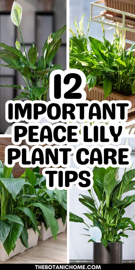 Indoor peace lily plant surrounded by decor showing essential care tips for peace lily plants thriving in household environments. Peace Lily Care Outdoor, Peace Lily Indoor, Day Lilies Care, Peace Lily Plant Care, Lilly Plants, Peace Lily Flower, Peace Lily Care, Peace Plant, Indoor Plant Care Guide