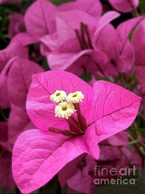 Pink Bougainvillea, Pink Prints, Rose Crafts, Beautiful Flowers Photography, Folk Art Flowers, Beautiful Pink Flowers, Beautiful Flowers Wallpapers, Flower Photography, Bougainvillea