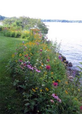 Native vegetation between turf and the water. Lake Landscaping Ideas Backyards, Natural Grasses Landscaping, Natural Lakefront Landscaping, Lake Shoreline Landscaping, Outside Cabin Decorating Ideas, Plants For Lake Shoreline, Shoreline Landscaping Lakes, Pond Shoreline Ideas, Lake Edge Landscaping