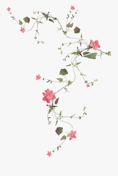 Flower Vines Transparent Background, Transparent Clipart White Flower Background, Flower Vine Tattoos, Vine Drawing, Flower Vines, Vine Tattoos, Transparent Flowers, Rose Vines, Background Drawing, Watercolor Flower Art