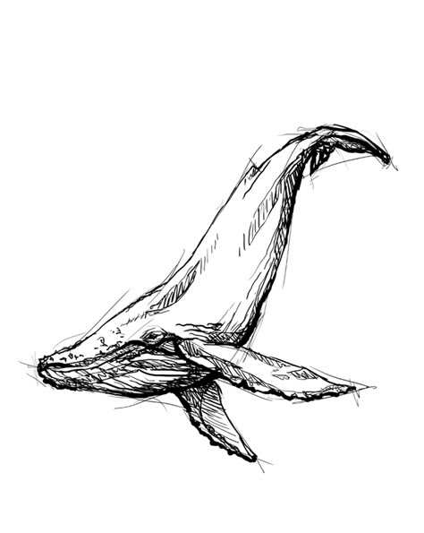 humpback whale illustration - personal project Whale Line Art, Whale Sketch, Whale Drawing, Whale Tattoo, Line Art Tattoo, Whale Illustration, Whale Tattoos, Whale Art, Humpback Whale