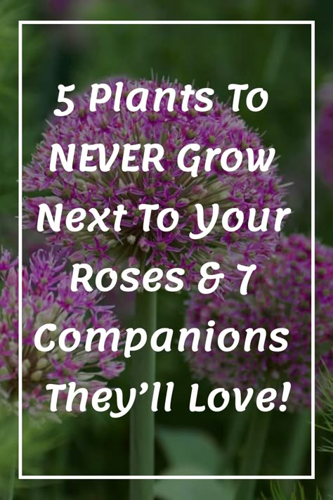 5 Plants to NEVER Grow Next to Your Roses & 7 Companions They’ll Love! Landscaping With Roses Ideas, Double Knockout Roses Landscaping, Double Knock Out Roses Landscape Ideas, What To Plant With Knockout Roses, Companion Planting Roses, Climbing Rose Companion Plants, Rose Campion Plant, Knockout Roses Companion Plants, Garden Urns Ideas Focal Points