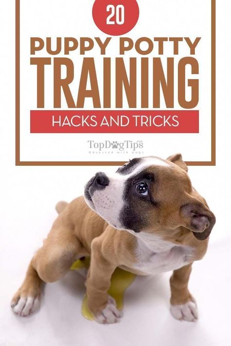 Potty Training Hacks, Puppy Potty Training Tips, Puppy Potty Training, Training A Puppy, Training Puppies, Puppy Tips, Train A Puppy, Dog Training Ideas, Train A Dog