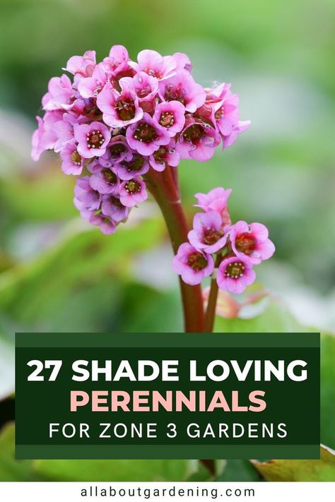 Zone 4 Perennials, Shade Flowers Perennial, Shade Perennial Garden, Part Shade Perennials, Flowering Shade Plants, Best Perennials For Shade, Plants That Like Shade, Part Shade Plants, Shade Loving Flowers