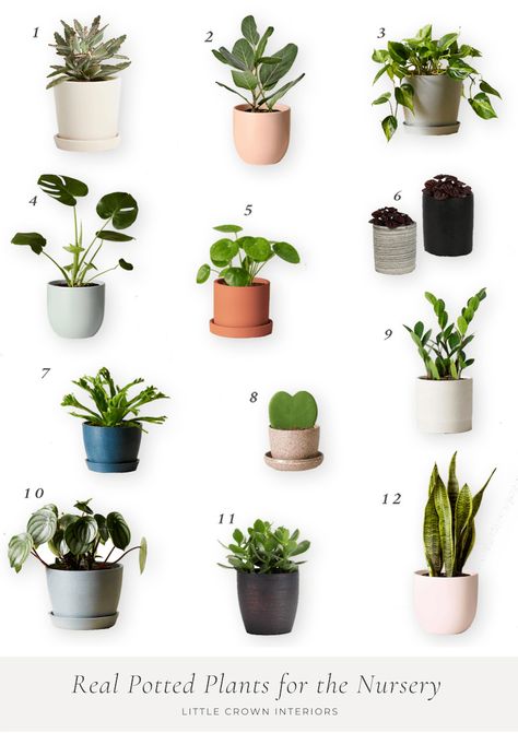 Potted Plants Plants For Nursery, Plants For Baby Nursery, Low Maintenance House Plants, Nursery Design Board, Nursery Interior Design, Nursery Interior, Modern Pot, Cheese Plant, Kids Room Inspiration