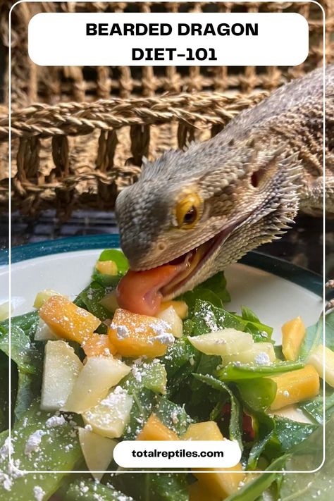 bearded dragon diet How To Care For Bearded Dragons, Breaded Dragon Food, Diy Bearded Dragon Hideout, Caring For Bearded Dragon, Bearded Dragon Food Chart, Diy Bearded Dragon Harness, Diy Bearded Dragon Clothes, Bearded Dragon Accessories Diy, Bearded Dragon Veggie List