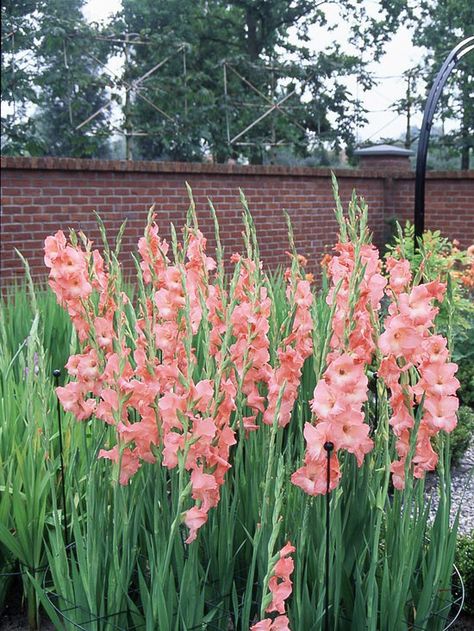 This gorgeous Gladiolus will look as good in a vase as it does in the garden! More of the best summer bulbs:  http://www.bhg.com/gardening/flowers/bulbs/summer-bulbs/?socsrc=bhgpin080113gladiolus=13 Pink Gladiolus, Gladiolus Bulbs, Summer Bulbs, Summer Flowers Garden, Gladiolus Flower, Yard Party, Gladioli, Garden Bulbs, Cut Flower Garden