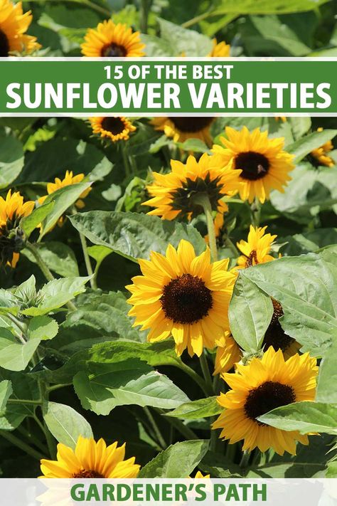 Sunflower Varieties, Mammoth Sunflower, Easy To Grow Flowers, Land Purchase, Types Of Sunflowers, Beautiful Flower Garden, Growing Sunflowers, Planting Sunflowers, Small Sunflower