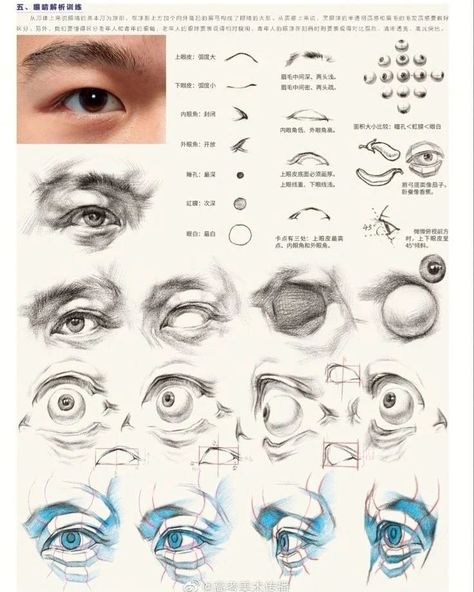 Eye Study Reference Drawing, Eyes Anatomy Drawing, Eye Structure, Eye Study, Head Anatomy, Eye Anatomy, Portrait Tutorial, Structural Drawing, Face Anatomy