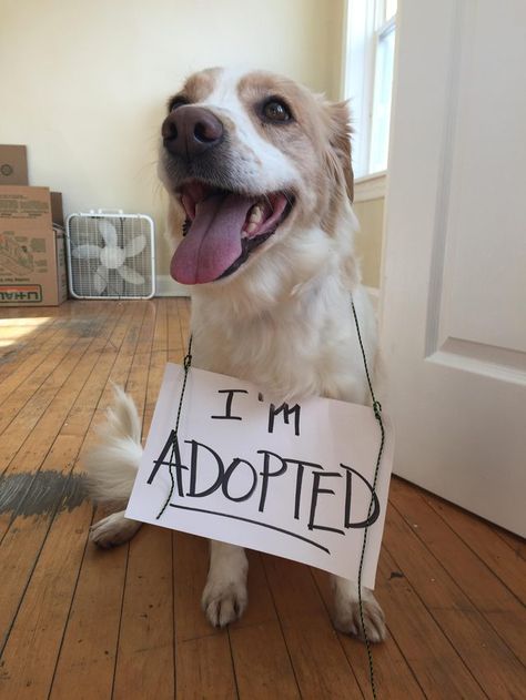 Happy dog wearing a sign that says "I'm adopted" Funny Dog Gif, Gf Proposal, Funny Dog Images, Country Bedding Sets, Funny Dog Names, Adopt A Puppy, Adopting A Dog, Jessica Clement, Cat Brain