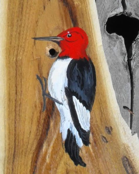 This is my acrylic painting of a red-headed woodpecker that I did on a tree.  I appreciate your feedback and sharing my art with others. prints/products: https://www.redbubble.com/shop/ap/80518445 . . . #mattstarrfineart #artistic #paintings #artforsale #artist #myart #dailyart #artlover #artwork #artoftheday #gift #giftideas #tshirts #homedecor  #redheadedwoodpecker #woodpecker #woodpeckers #bird #birds #pecker #animal #wildlife #tree Painting Of Wood, Woodpecker Art, Fall Foilage, Woodpeckers, Animal Wildlife, Daily Art, A Tree, Art Day, Lovers Art