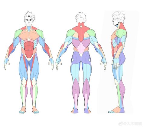 남성 근육, Man Anatomy, Perspective Drawing Architecture, Anatomy Tutorial, Human Anatomy Drawing, Human Anatomy Art, Anatomy Sketches, Anatomy Poses, Anatomy For Artists