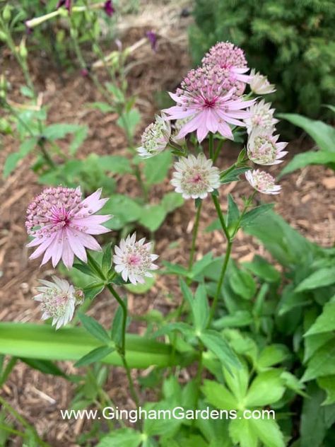 Masterwort, an uncommon perennial flower Masterwort Plant, Coral Bells Plant, Part Shade Plants, Globe Flower, Bog Plants, Garden Flowers Perennials, Gertrude Jekyll, Perennial Gardens, Growing Vines