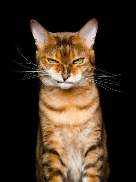 Photographer Captures the Many Humorous Expressions of Cats | PetaPixel Cat Expressions, Cat Reference, Cat Pose, Cat Photography, Cat Portraits, Cute Kittens, Warrior Cats, Cat Face, Tabby Cat