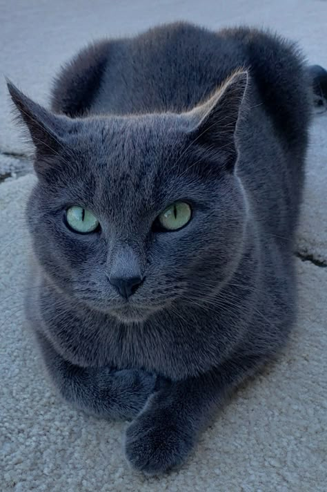 Russian Blue Cat Green Eyes, Blue Russian Cat, Russian Blue Kitten, Russian Cat, Cat With Green Eyes, Chartreux Cat, Rare Cats, Grey Kitten, House Cats